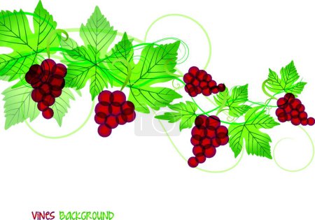 Téléchargez les illustrations : Illustration vectorielle de raisin rouge - en licence libre de droit