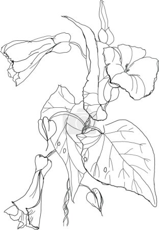 Illustration for Bindweed flowers vector illustration - Royalty Free Image