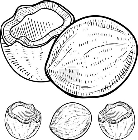Téléchargez les illustrations : Croquis à la noix de coco, illustration vectorielle - en licence libre de droit