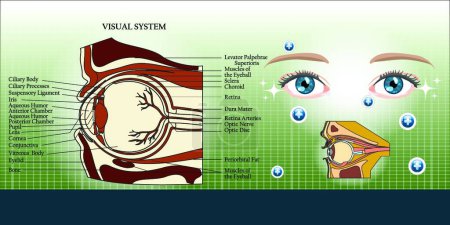 Illustration for Visual system and eye anatomy illustration background - Royalty Free Image
