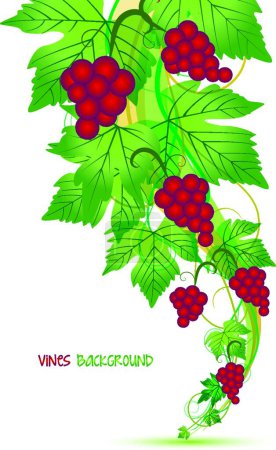 Téléchargez les illustrations : Illustration vectorielle moderne de raisins rouges - en licence libre de droit