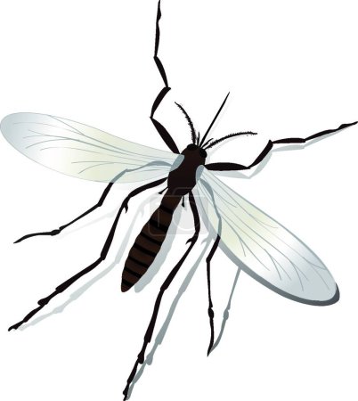 Téléchargez les illustrations : Illustration vectorielle moustique isolée - en licence libre de droit