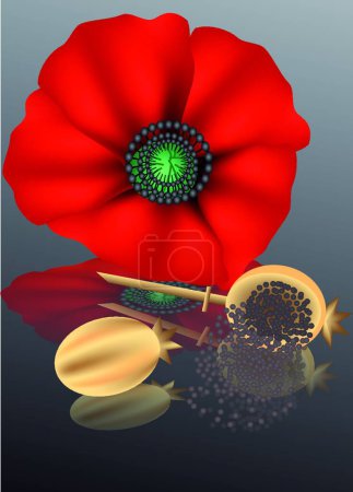 Illustration for Poppy seeds, vector illustration simple design - Royalty Free Image
