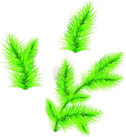 Illustration for FirTree Branches vector illustration - Royalty Free Image