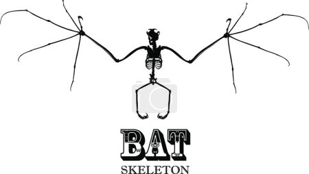 Téléchargez les illustrations : Illustration vectorielle moderne Squelette chauve-souris - en licence libre de droit