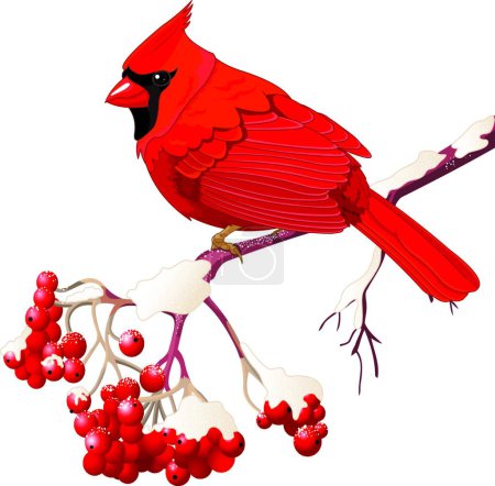 Ilustración de Cardenal rojo pájaro vector ilustración - Imagen libre de derechos