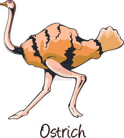 Illustration for Ostrich, Color vector illustration - Royalty Free Image