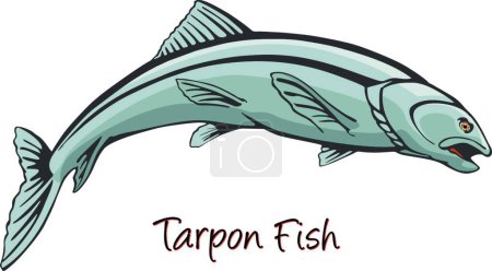 Illustration for Tarpon, Color vector illustration - Royalty Free Image