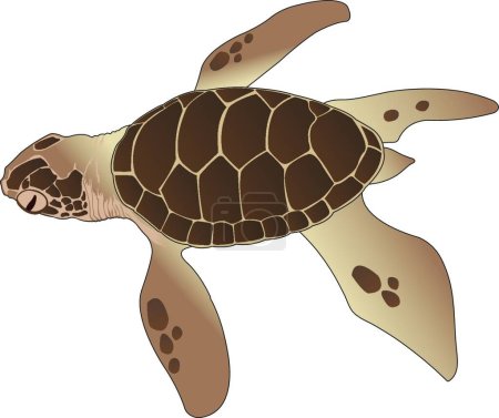 Ilustración de Tortuga marina Vector Ilustración - Imagen libre de derechos