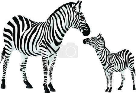 Ilustración de Zebra or Equus zebra, graphic vector illustration - Imagen libre de derechos