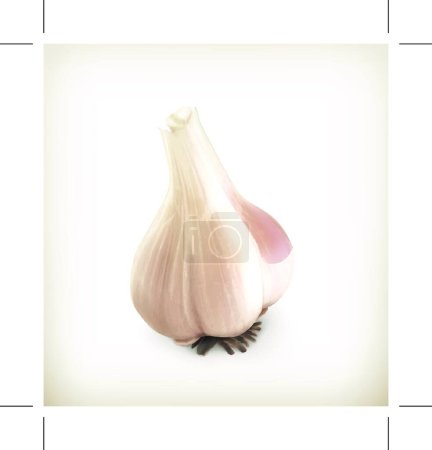 Illustration for Garlic vegerable   vector illustration - Royalty Free Image