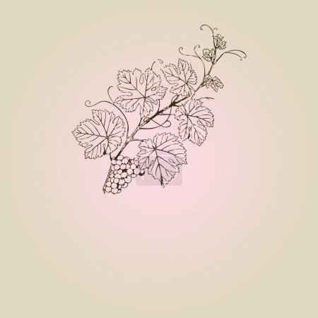 Téléchargez les illustrations : "Illustration vectorielle vintage avec branche de raisin" - en licence libre de droit