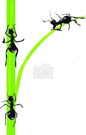 Illustration for Illustration of the Ants. Vector. - Royalty Free Image