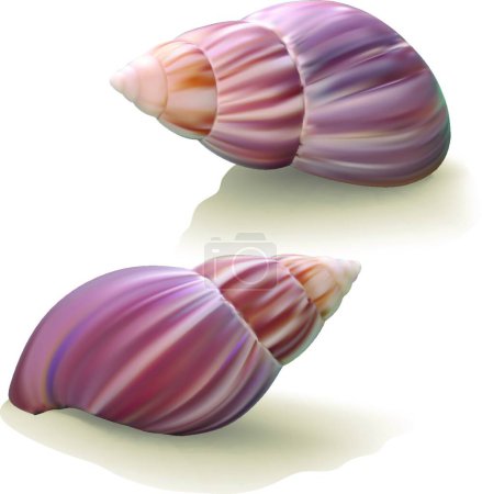 Ilustración de Conchas marinas, ilustración vectorial diseño simple - Imagen libre de derechos