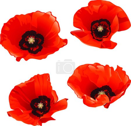 Illustration for Red poppies, vector illustration simple design - Royalty Free Image