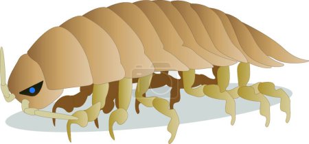 Illustration for Isopod, graphic vector illustration - Royalty Free Image