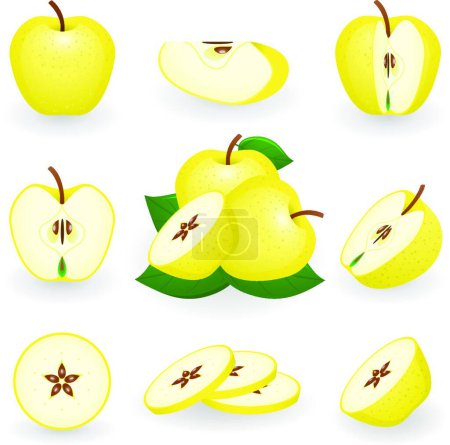 Téléchargez les illustrations : Pommes dorées, illustration vectorielle élégante - en licence libre de droit