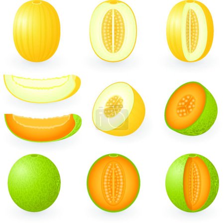 Téléchargez les illustrations : Melon set illustration vectorielle moderne - en licence libre de droit