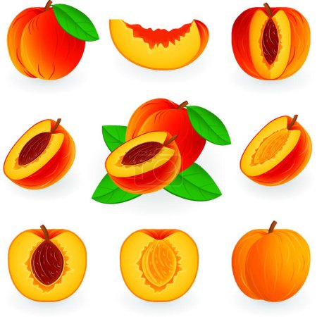 Illustration for Peach, stylish vector illustration - Royalty Free Image