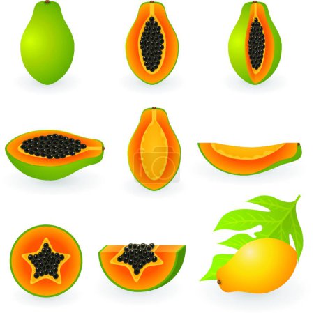 Téléchargez les illustrations : Illustration vectorielle moderne papaye - en licence libre de droit