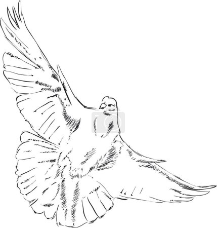 Ilustración de Ilustración pájaro paloma. Concepto del Día Mundial de la Paz - Imagen libre de derechos