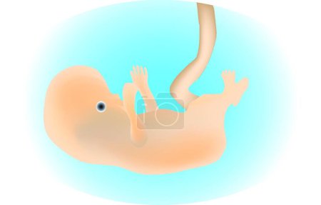 Illustration for Illustration of the Embryo - Royalty Free Image
