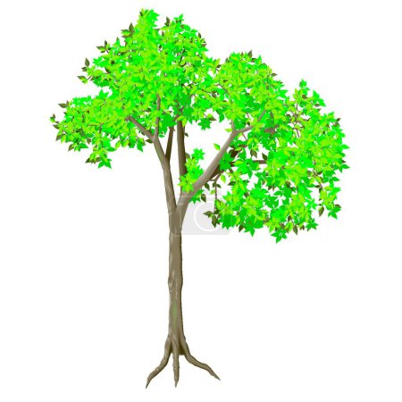 Illustration for Illustration of the Deciduous Tree - Royalty Free Image
