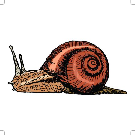 Ilustración de Ilustración del caracol - Imagen libre de derechos