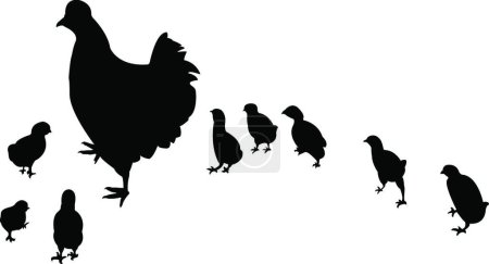 Illustration for Chicken family, graphic vector illustration - Royalty Free Image