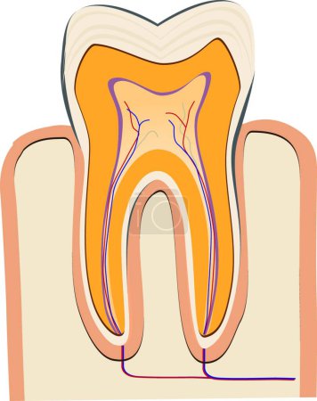 Illustration for Human tooth design, vector illustration - Royalty Free Image