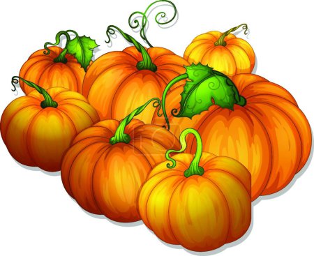 Illustration for Pumpkins, graphic vector illustration - Royalty Free Image