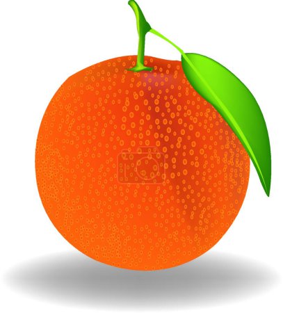Téléchargez les illustrations : Orange, illustration vectorielle design simple - en licence libre de droit