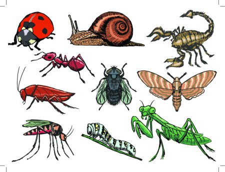 Ilustración de Conjunto de insectos, ilustración vectorial - Imagen libre de derechos