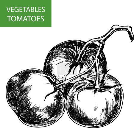 Téléchargez les illustrations : Tomates, illustration vectorielle graphique - en licence libre de droit