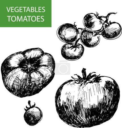Ilustración de Tomates, ilustración vectorial gráfica - Imagen libre de derechos