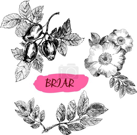 Téléchargez les illustrations : Briar. Rose sauvage, illustration vectorielle graphique - en licence libre de droit