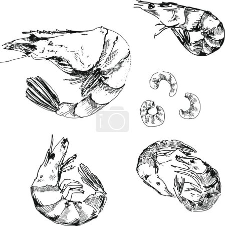 Illustration for Seafood. Shrimps, graphic vector illustration - Royalty Free Image