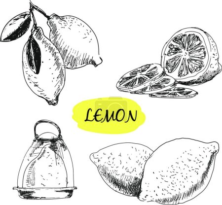 Illustration for Lemon, graphic vector illustration - Royalty Free Image