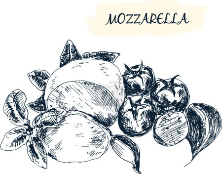 Téléchargez les illustrations : Mozzarella, illustration vectorielle graphique - en licence libre de droit