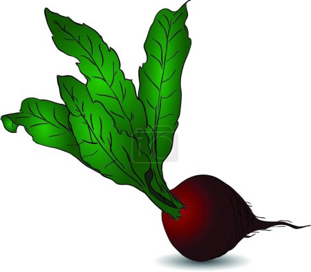 Illustration for Beet, graphic vector illustration - Royalty Free Image