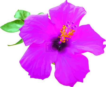 Illustration for Illustration of the Hibiscus - Royalty Free Image
