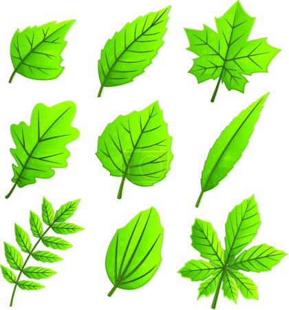Ilustración de Ilustración de las hojas de primavera - Imagen libre de derechos
