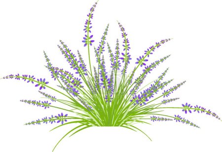 Illustration for "Lavender Flower Bush" colorful vector illustration - Royalty Free Image