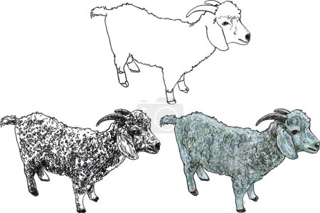 Illustration for Illustration of the Angora goat. vector - Royalty Free Image
