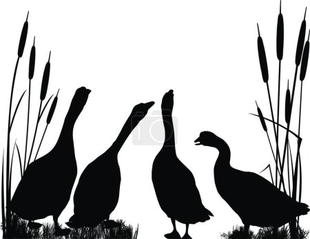 Ilustración de Ilustración de las siluetas de ganso - Imagen libre de derechos