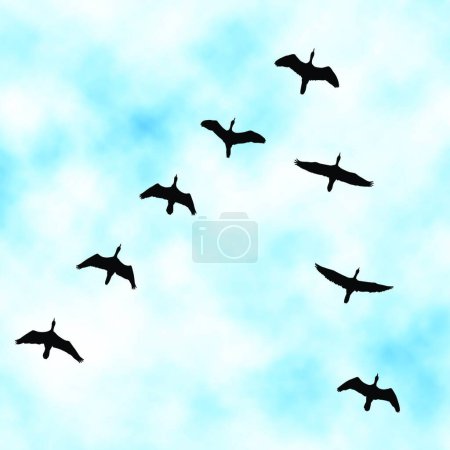 Ilustración de "Ilustración de vectores de sobrevuelo de cormoranes" - Imagen libre de derechos