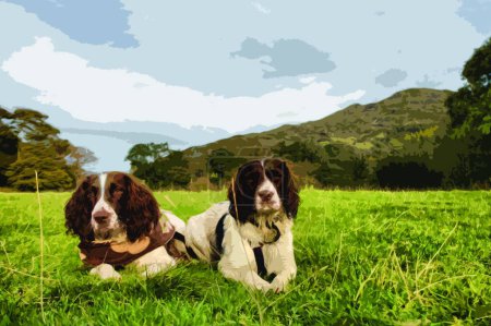 Illustration for "two pretty liver and white working type english springer spaniel" - Royalty Free Image