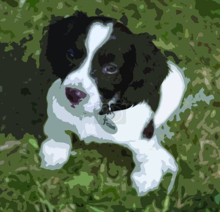 Illustration for "very cute liver and white working type english springer spaniel " - Royalty Free Image