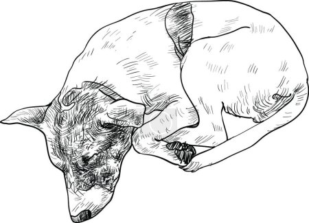 Illustration for Sleeping dog, vector illustration simple design - Royalty Free Image