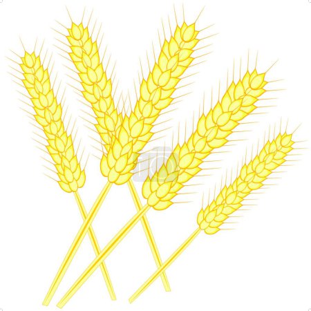 Illustration for Illustration of the Ear of the wheat - Royalty Free Image